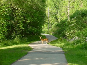 Road Ahead